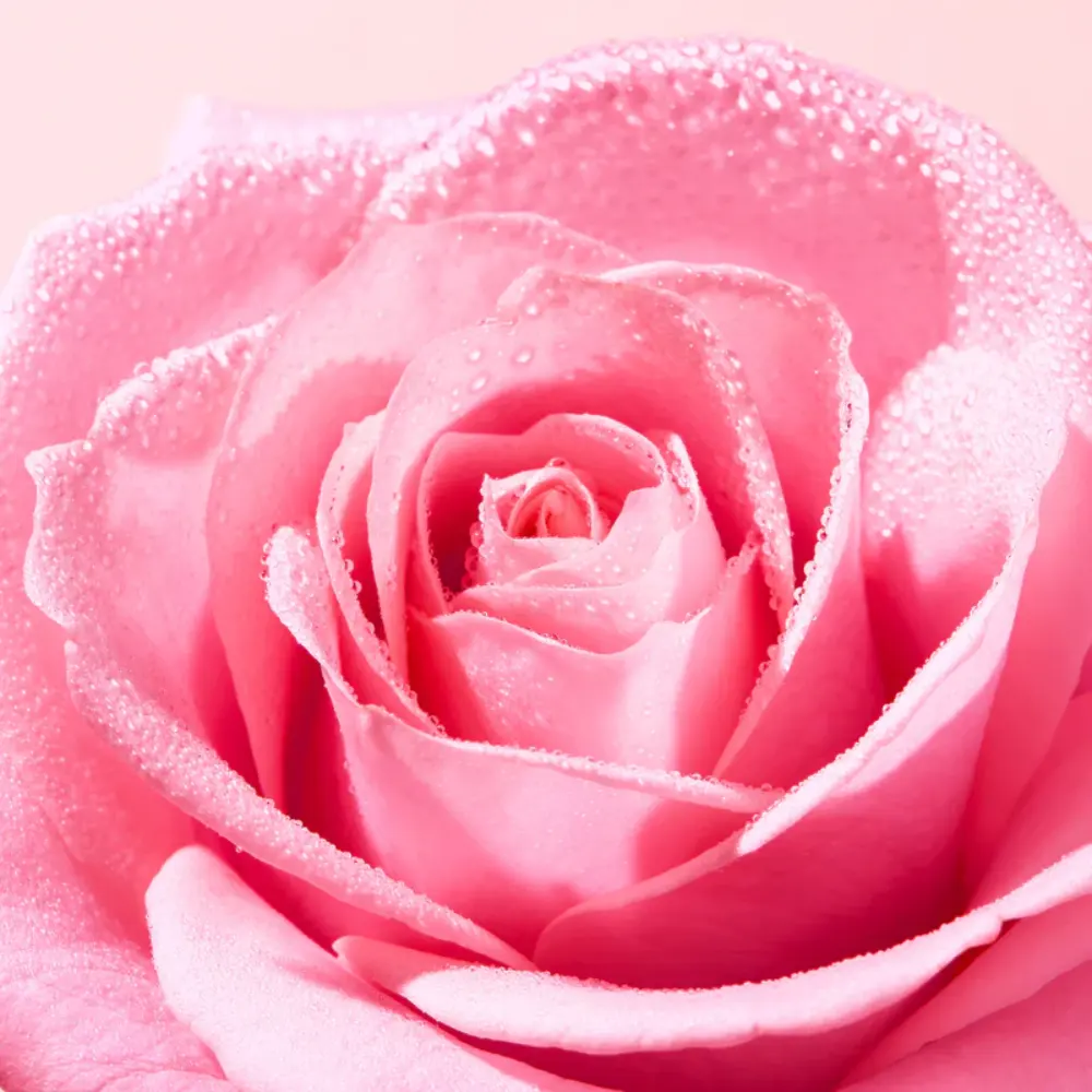 Nuxe Very Rose, osvežilni tonik (200 ml)